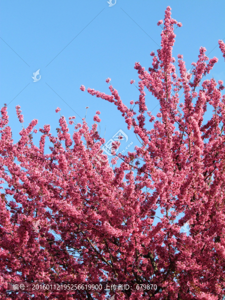 櫻花