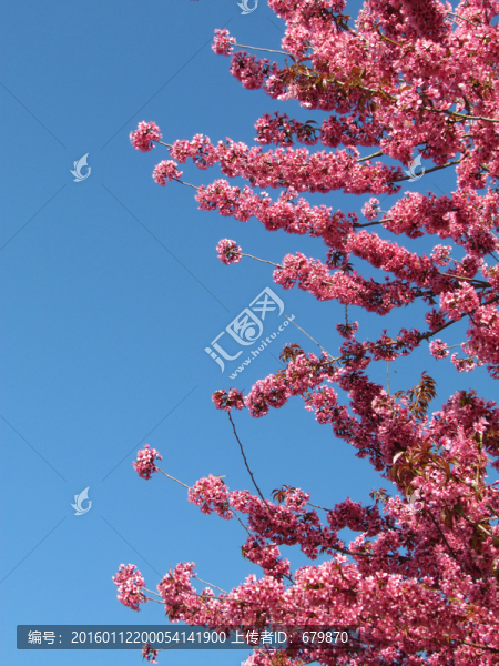 櫻花