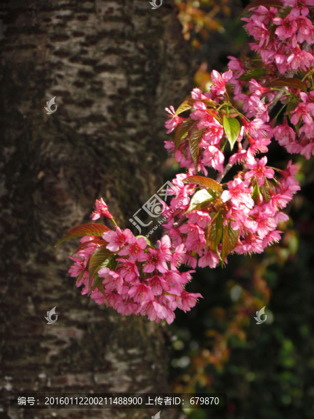 櫻花