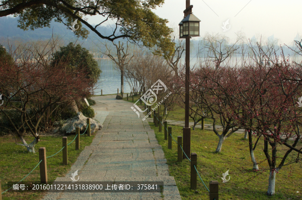 西湖孤山梅花