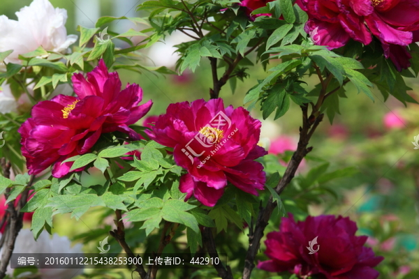 牡丹