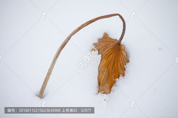 荷葉