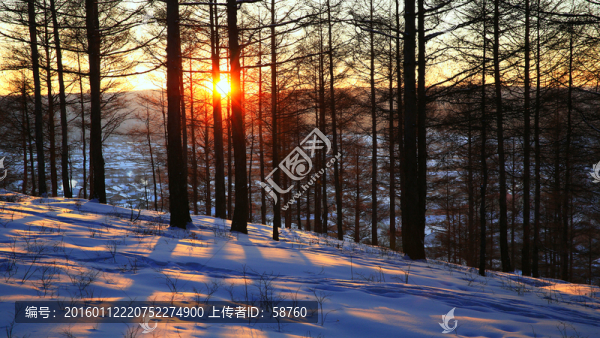 雪原松林暮色