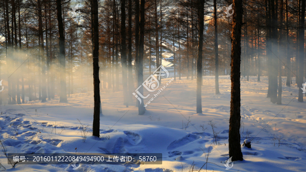 雪原樹林霧氣