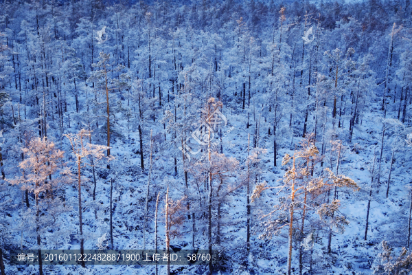 雪林夕照