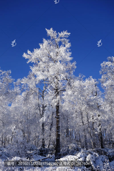 雪原霧凇