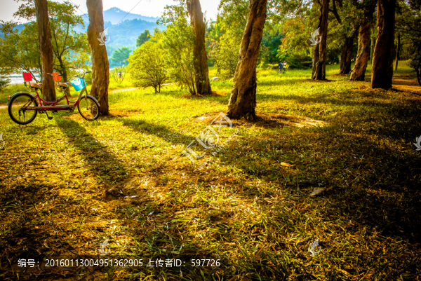 樹林黃昏