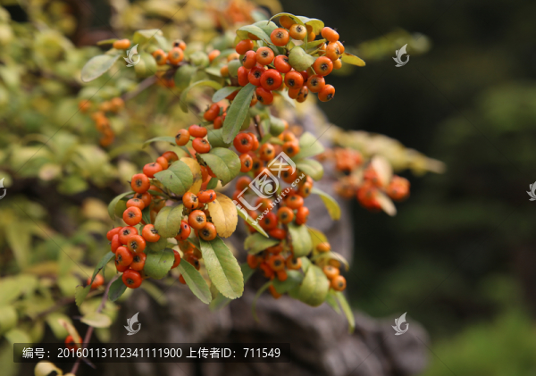 紅色小秋果