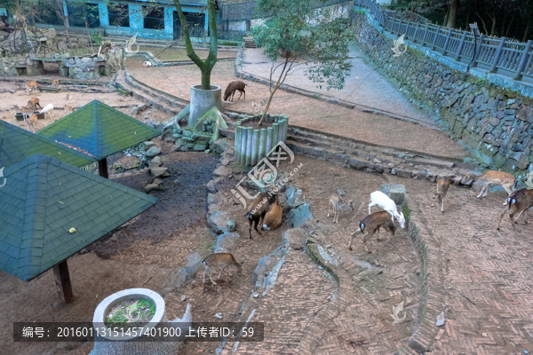 鹿群