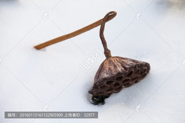蓮蓬
