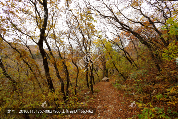 層林盡染,山野秋意