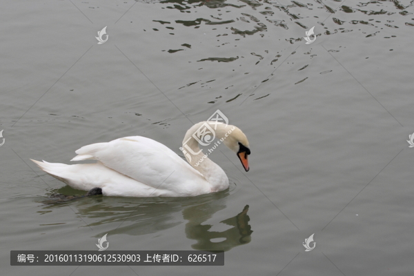 白天鵝
