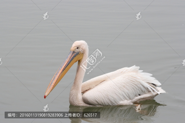 鵜鶘