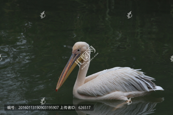 鵜鶘