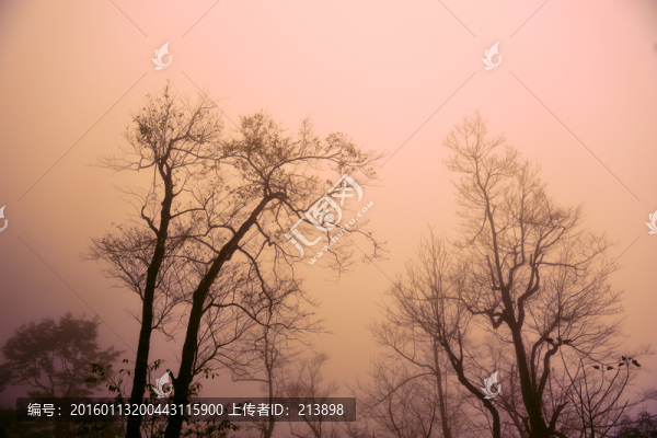 樹林