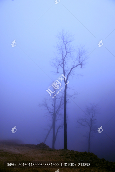 霧中樹木