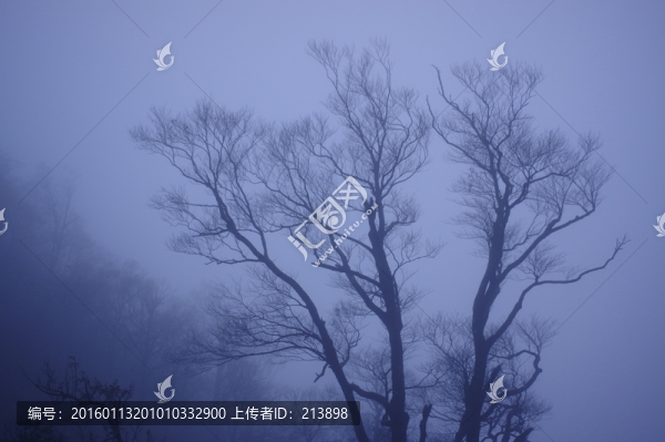 樹