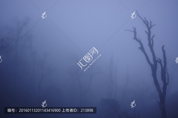 樹的形態(tài)