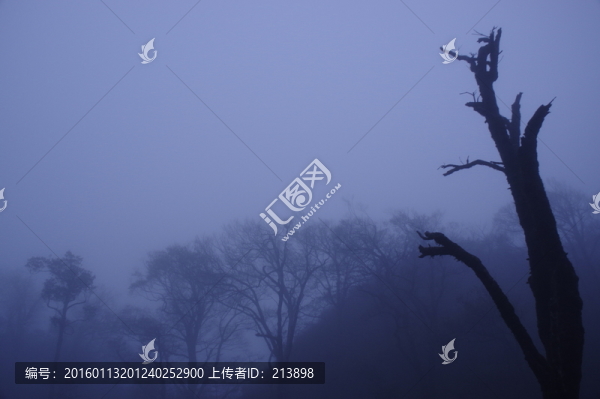 古樹