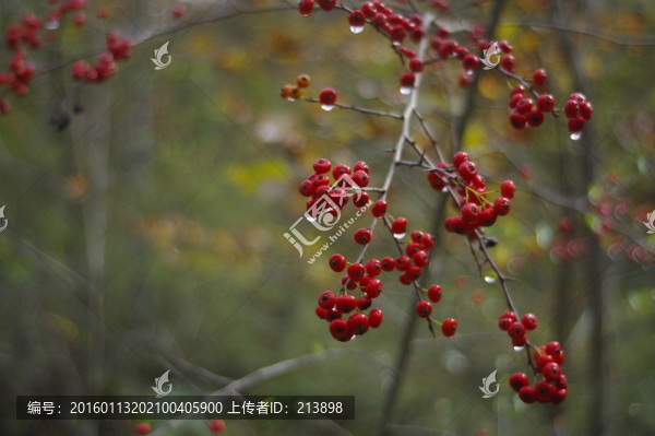 紅果