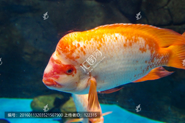 羅漢魚