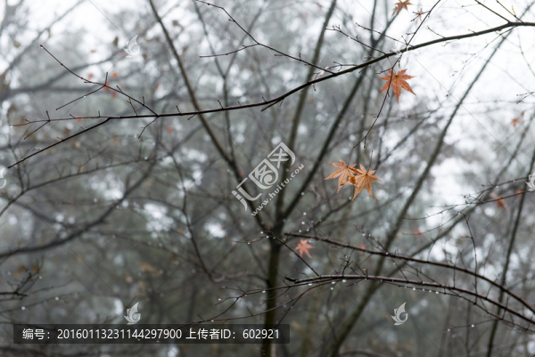 樹林,霧氣