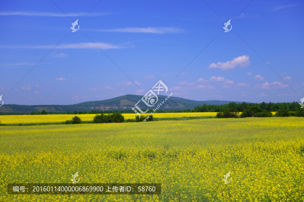 農(nóng)田油菜花