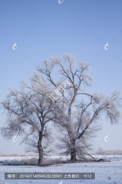 冬雪