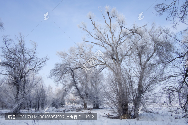 樹林