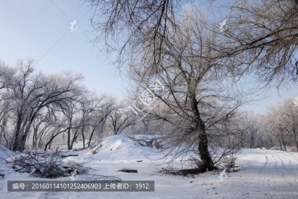 樹林