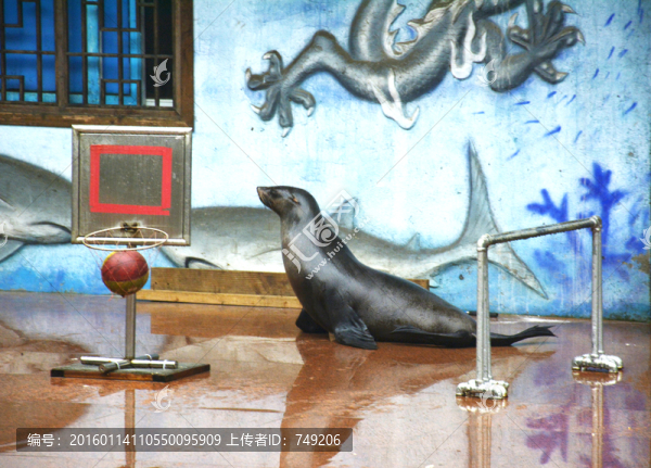 海獅