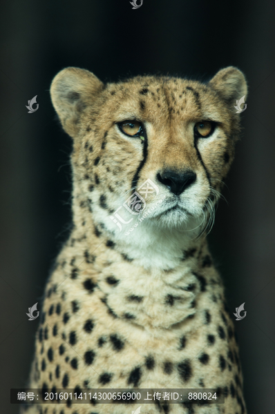 獵豹