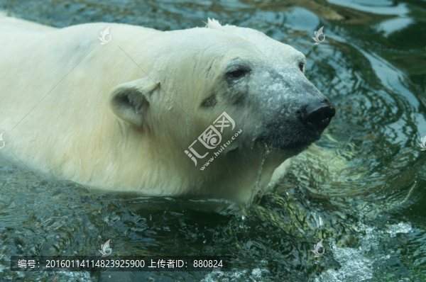 北極熊