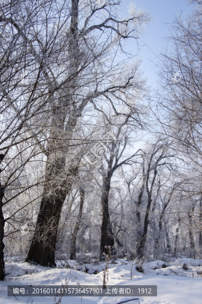 樹林