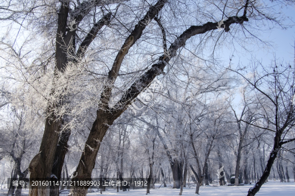 樹林