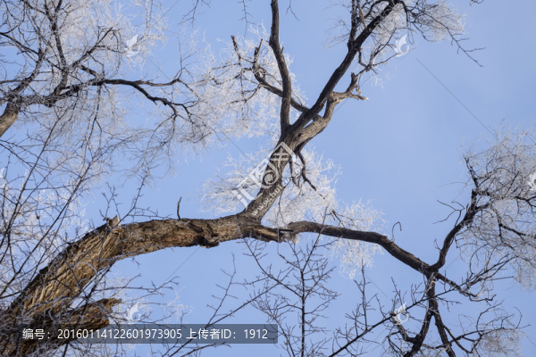 霧淞