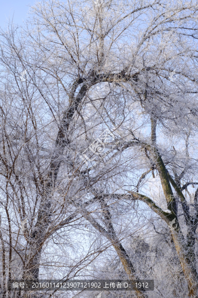 樹林