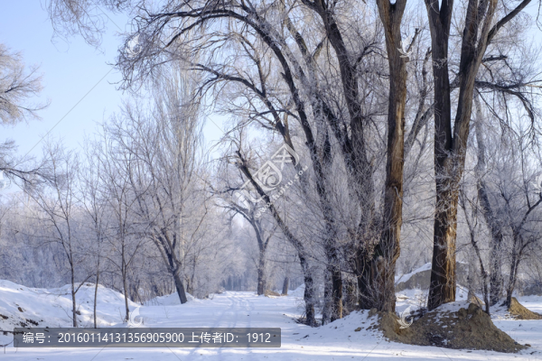 林中小路
