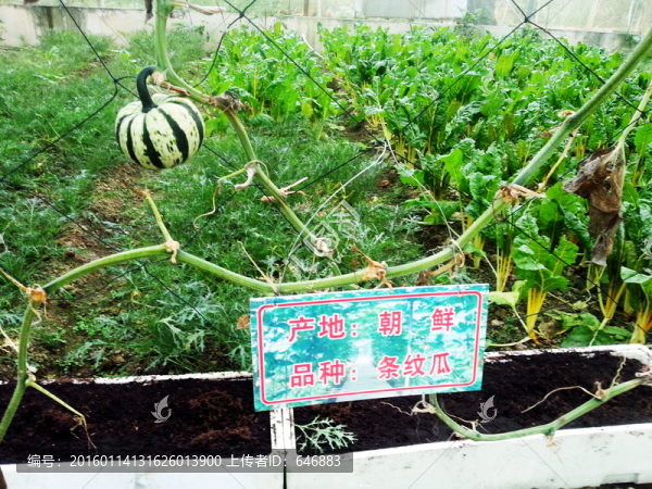 條紋瓜,朝鮮蔬菜