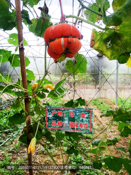 福祿壽瓜,蔬菜,印度