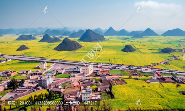 云南羅平油菜花
