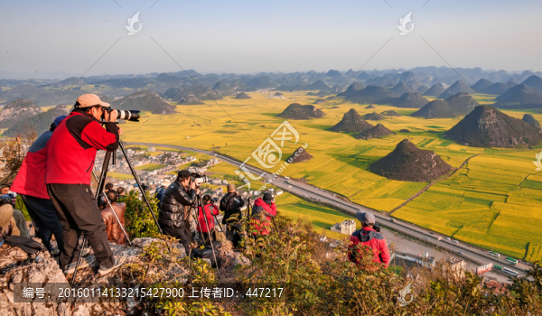 云南羅平油菜花