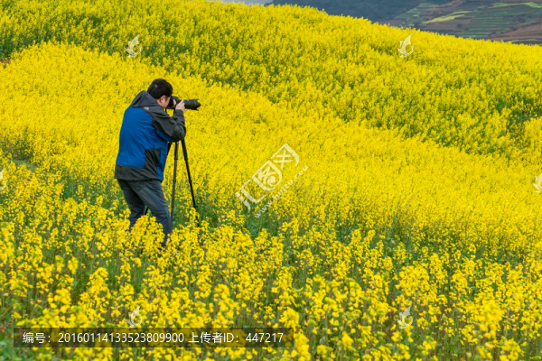云南羅平油菜花