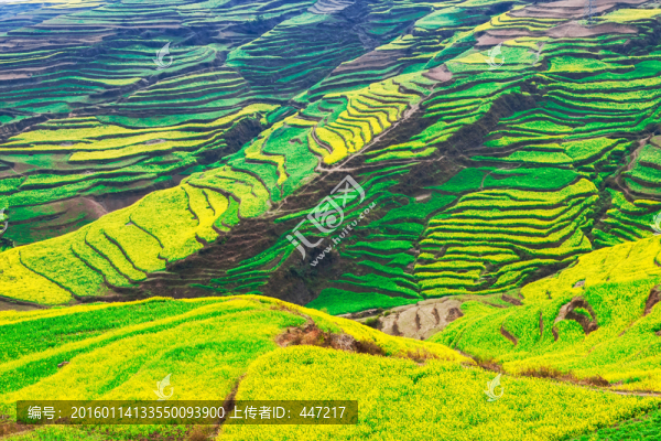 云南羅平油菜花