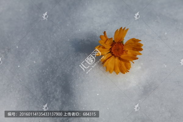 雪中的金盞菊