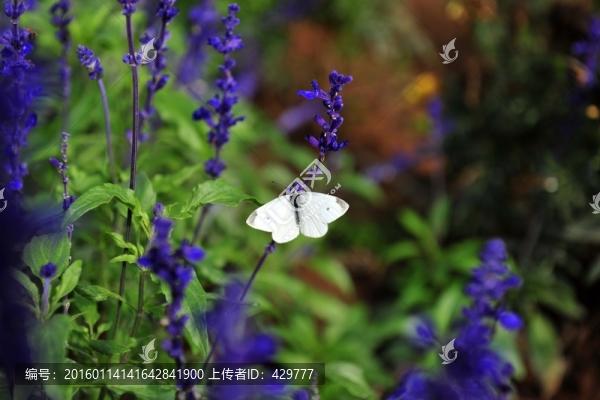 熏衣草園,,蝴蝶