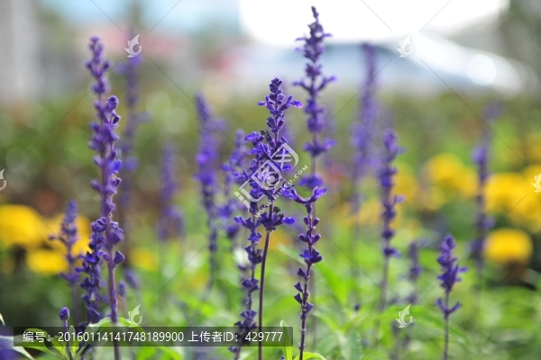 薰衣草,熏衣草園,,紫色花卉
