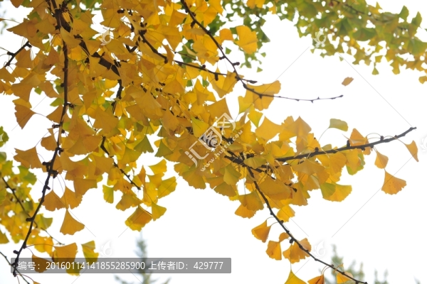 銀杏葉,樹葉,秋季樹葉