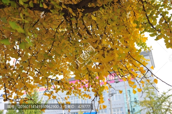 銀杏樹,秋季樹葉,,黃葉
