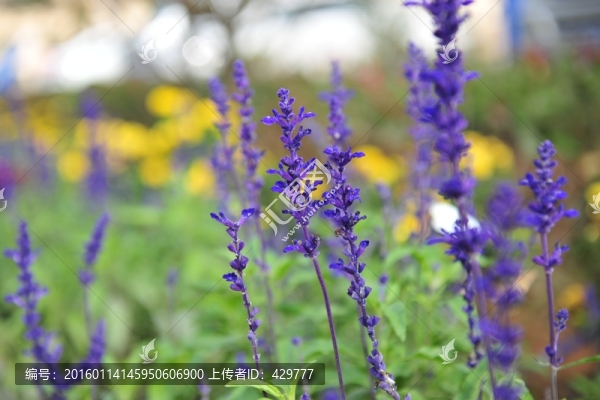 熏衣草園,紫色花